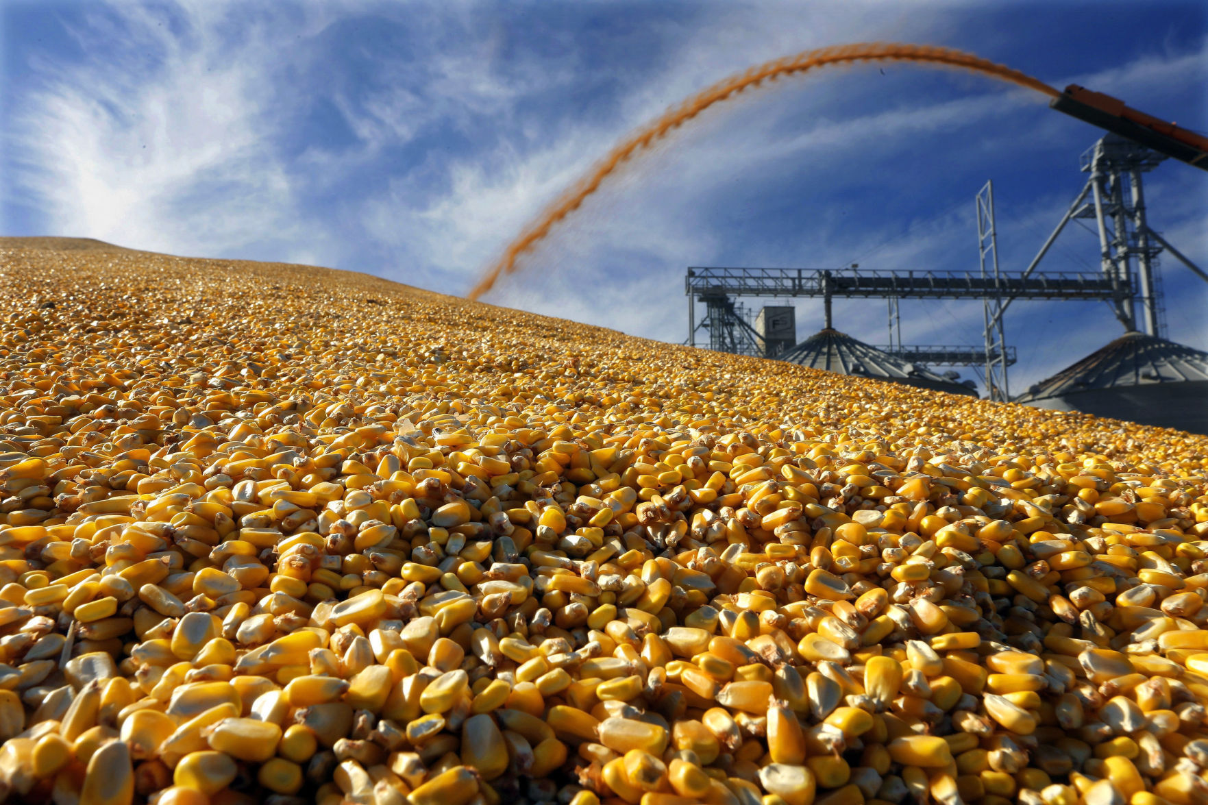 Corn